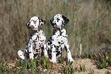 DALMATIEN 003